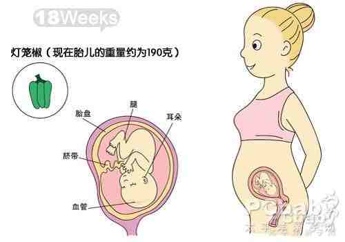 孕五个月宝宝，成长、发育与照顾的全方位指南