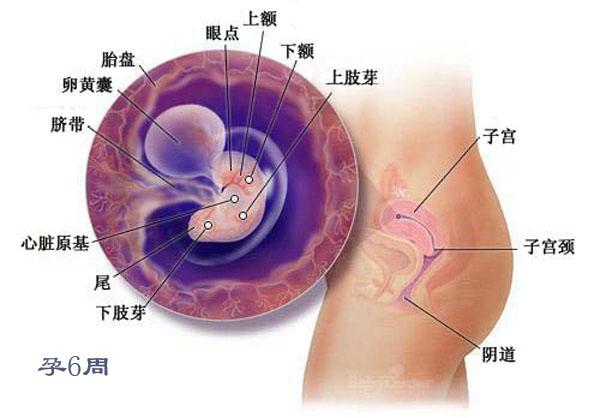 孕期四个月胎儿的成长发育与大小