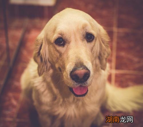 金毛犬两个月训练指南