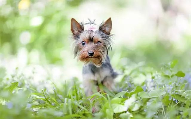 约克夏犬耳朵定型的时间及注意事项