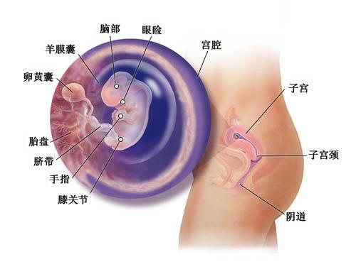 探索生命的起点，三个月大的胎儿图片