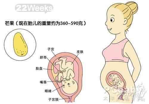 怀孕六个月孕妇肚子大小详解，图片与知识科普