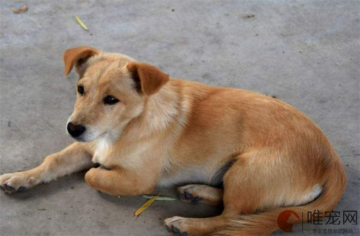 中华田园犬的成年期，探究成长之路