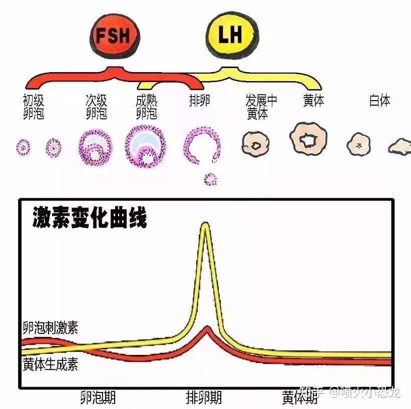 为什么月经两个月才来？深入了解月经周期与影响因素